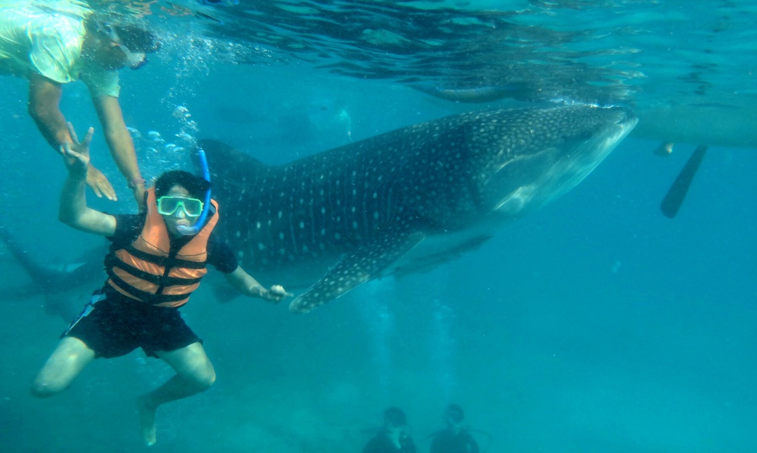 ﻿The Controversial Oslob Whale Shark Watching LaagLaag (Wandering